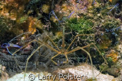 Arrow crab with mulitple Pederson shrimp, D300, 105mm by Larry Polster 